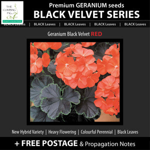 Geranium Black Velvet Series x8 Seeds. Exquisite velvety BLACK leaved geraniums