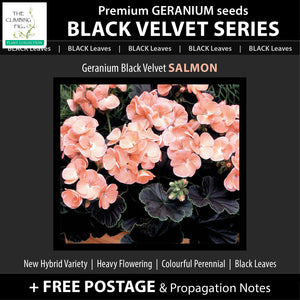 Geranium Black Velvet Series x8 Seeds. Exquisite velvety BLACK leaved geraniums
