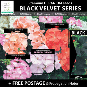 Geranium Black Velvet Series x8 Seeds. Exquisite velvety BLACK leaved geraniums