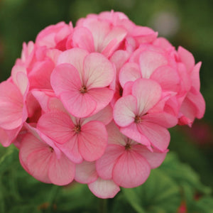 GERANIUM Divas Rose Ice Seeds. Fluorescent flowering modern hybrid cultivar