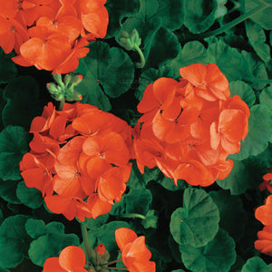 GERANIUM Maverick Orange Premium Seeds. Heavy flowering hybrid cultivar