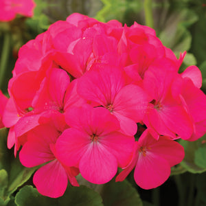 GERANIUM Maverick ROSE Seeds. Heavy flowering commercial hybrid cultivar