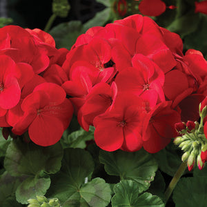 GERANIUM Maverick Scarlet Seeds. Heavy flowering commercial hybrid cultivar