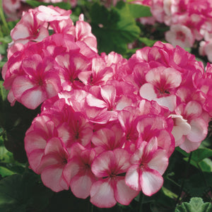 GERANIUM Maverick Star Seeds. Heavy flowering commercial hybrid cultivar