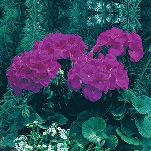GERANIUM Maverick VIOLET Seeds. Heavy flowering commercial hybrid cultivar