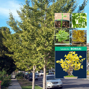 Ginkgo Biloba Maidenhair Tree Seeds. Specimen tree suitable for bonsai