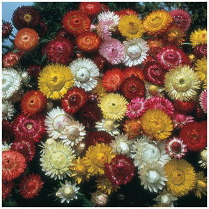 Helichrysum Bright Bikinis Mix Seeds