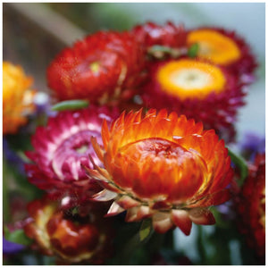 Helichrysum Sultane Mix Seeds