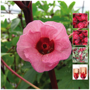 Hibiscus Rosella Bella Seeds