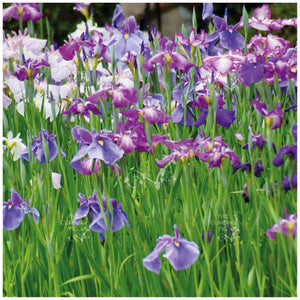 Iris Ensata Japanese Water Iris Seeds