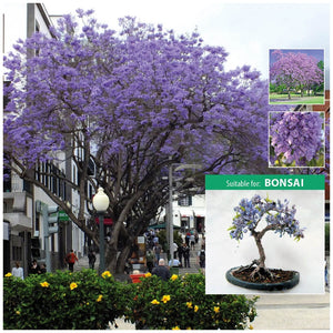 Jacaranda Mimosifolia Seeds