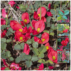 Kennedia Eximia Fine Red Creeper Seeds