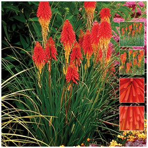 Kniphofia Uvaria Tritoma Torch Lily Seeds