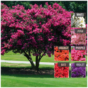 Lagerstroemia Sarusuberi Crepe Myrtle Seeds