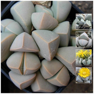 Lapidaria Margaretae Karoo Rose Seeds