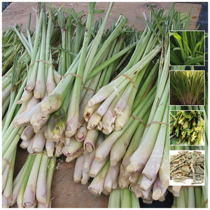 Lemongrass Herbal Stalker Seeds
