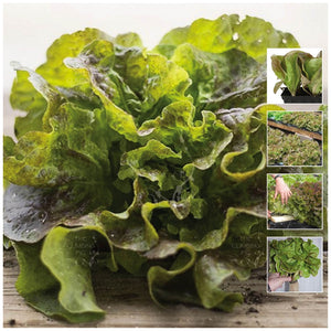 Lettuce Champagne Mignonette Seeds