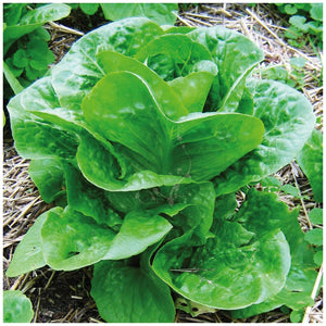 Lettuce Winter Density Seeds