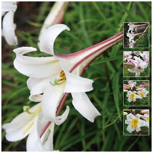 Lilium Formosanum Pink Diamond Seeds
