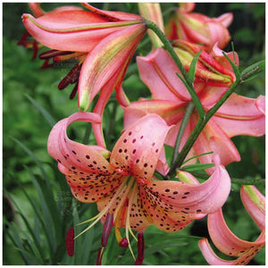 Lilium Lancifolium Eastern Tiger Lily Seeds