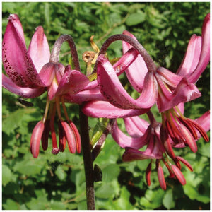 Lilium Martagon Lily Of Istanbul Seeds