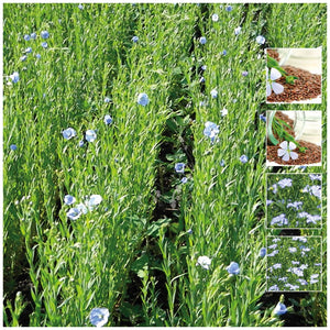 Linseed Australian Flaxseed Seeds