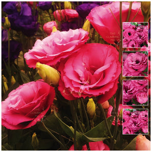 Lisianthus Adv Cherry Seeds