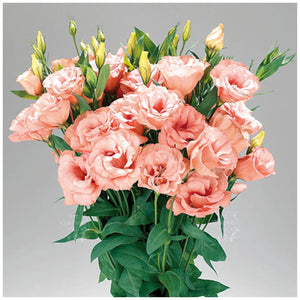 Lisianthus Apricot Nectar Seeds