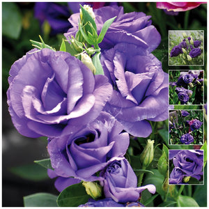 Lisianthus Blue Galaxy Seeds