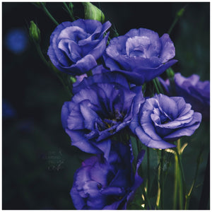 Lisianthus Blue Moon Yoru Seeds
