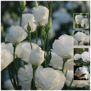Lisianthus Bridal White Seeds