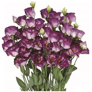 Lisianthus Purple Feather Seeds