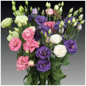 Lisianthus Rishiansasu Yoru Mix Seeds
