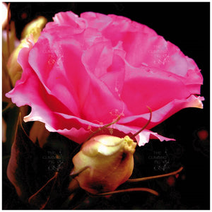 Lisianthus Royal Rose Seeds