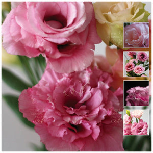 Lisianthus Sirene Pink Seeds