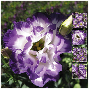 Lisianthus Touch Of Midnight Seeds