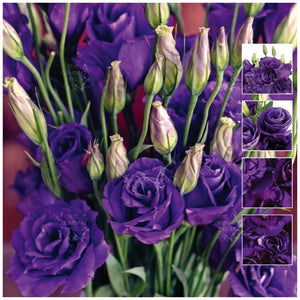 Lisianthus Violet Vixen Seeds