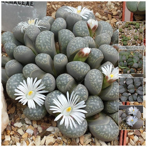 Lithops Marmorata Klip Pebble Plant Seeds