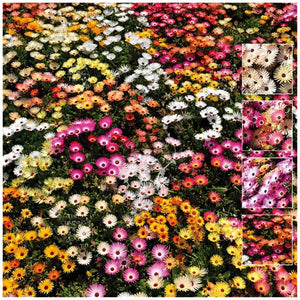 Livingstone Daisy Euphoria Mix Seeds