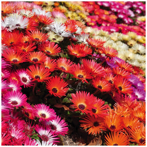 Livingstone Daisy Neon Lights Seeds
