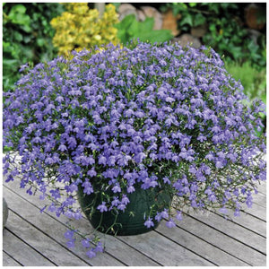 Lobelia Blue Company Seeds