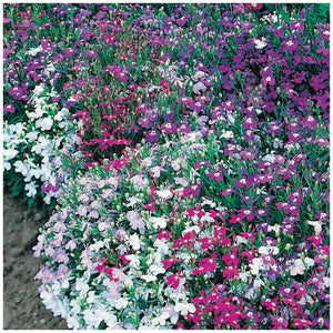 Lobelia String Of Pearls Seeds