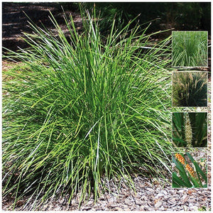Lomandra Spicata Dwarf Fortress Seeds