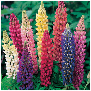 Lupin Florida Giant Mix Seeds