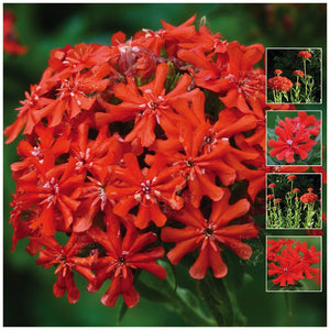 Lychnis Chalecedonica Scarlet Seeds