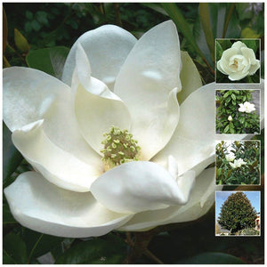 Magnolia Goliath Rose Seeds