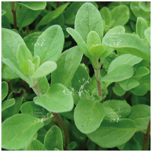 Majorana Sweet Marjoram Seeds