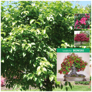 Malus Crab Apple Dwarf Appuru Seeds