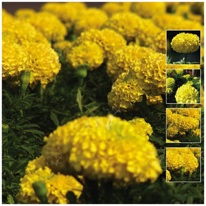 Marigold Compact Lemon Seeds