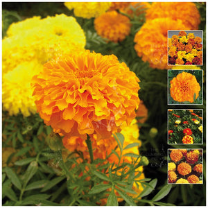 Marigold Dwarf French Seeds